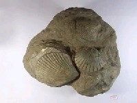 藏品(群體扇貝)的圖片